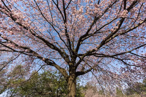 Cherry blossom at Inokashira Onshi park